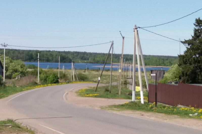 Ромашки